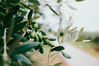 branche d'olivier avec ses fruits